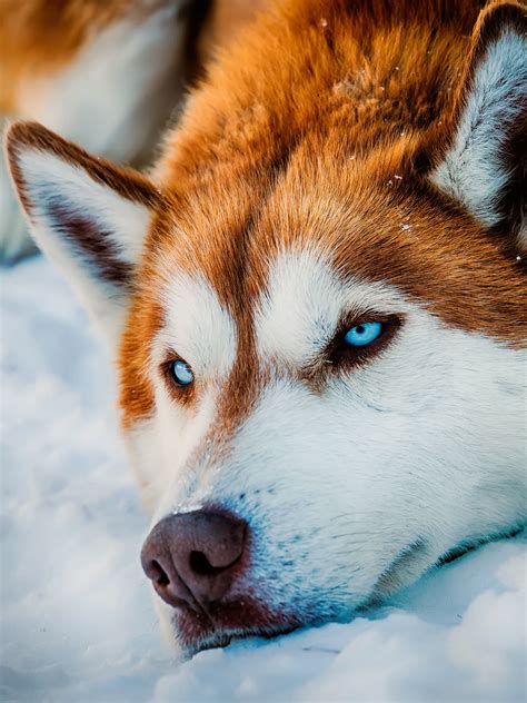 husky wallpaper